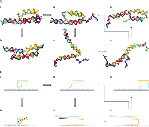 An oxDNA simulation of the biophysical process involved when a closely related two-footed motor walks