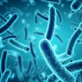 Bacteria